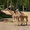 giraffen